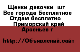 Щенки девочки 4шт - Все города Бесплатное » Отдам бесплатно   . Приморский край,Арсеньев г.